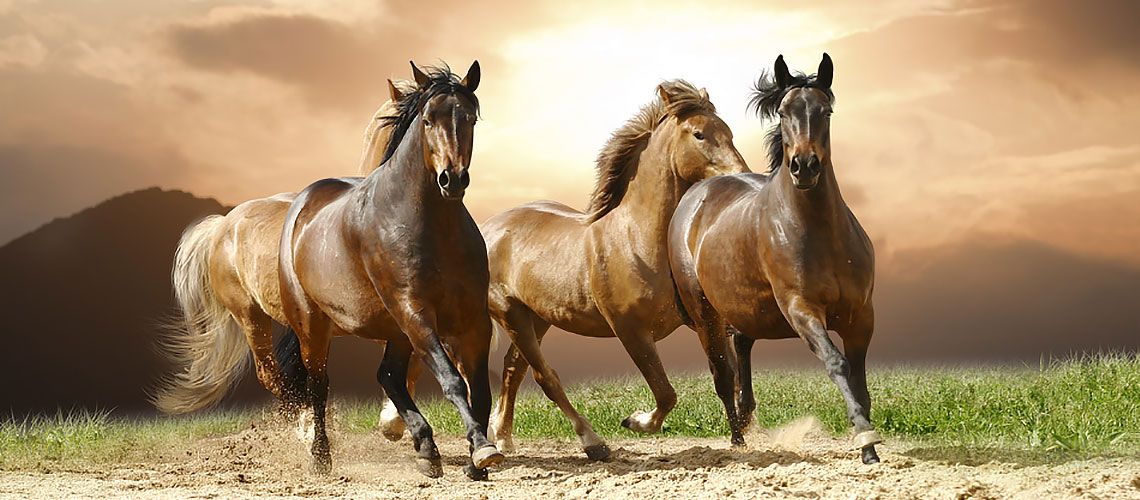 crianza de caballos cuarto de milla