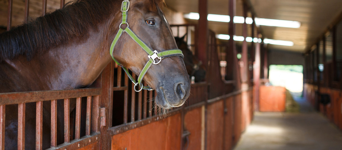 pensión de caballos finos