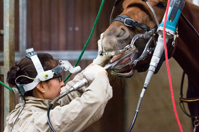 Veterinario especialista en caballos