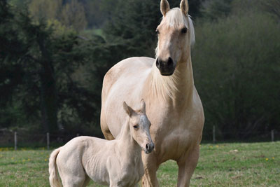 Veterinario especialista en caballos